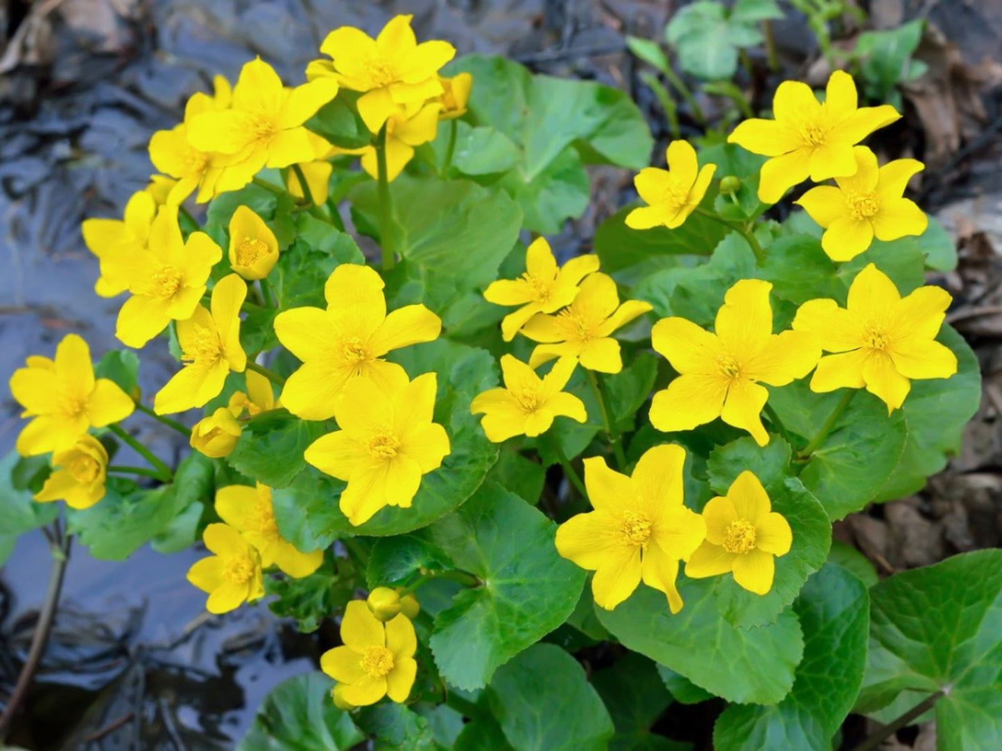 Marsh Marigold Flower seeds for Planting Hardy Variety Heirloom & GMO Free Seeds for Home Garden