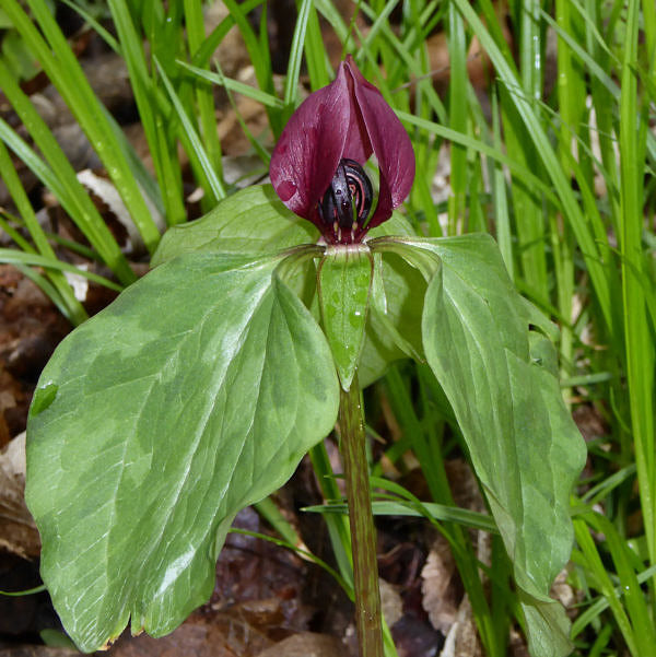 Green Trillium Flower seeds for Planting Low Maintenance, Heirloom & GMO Free Seeds for Home Garden vegetable and garden seeds