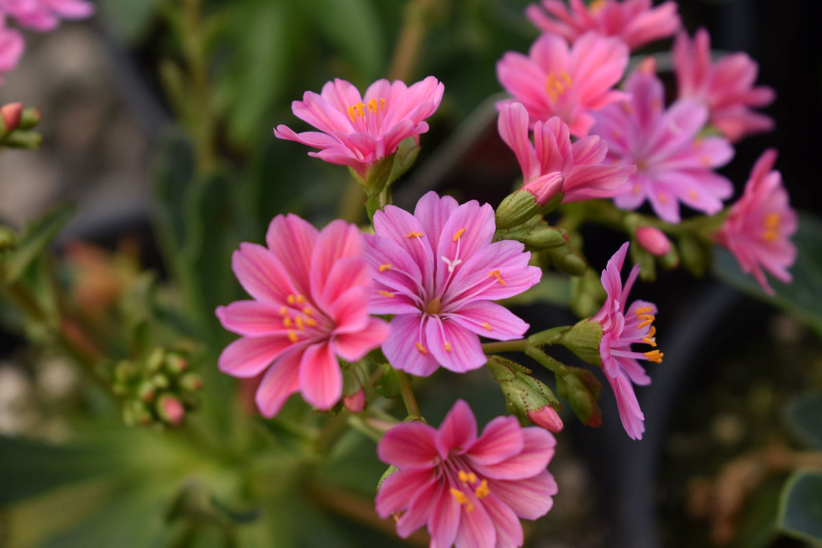 Pink Cotyledon Flower seeds for Planting - Premium Quality, Heirloom & GMO Free Seeds for Home Garden