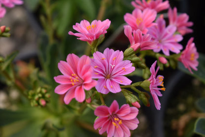 Pink Cotyledon Flower seeds for Planting - Premium Quality, Heirloom & GMO Free Seeds for Home Garden