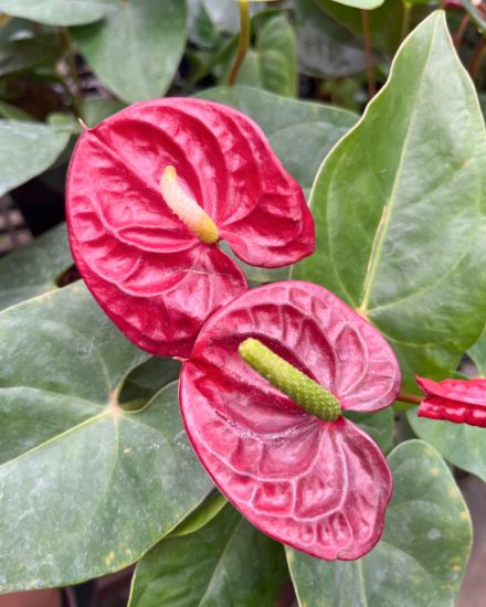 Red Anthurium Flower seeds for Planting Vibrant Colors, Heirloom & GMO Free Seeds for Home Garden vegetable and garden seeds