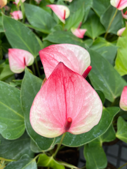 Pink White Anthurium Flower seeds for Planting Cottage Garden Essential, Heirloom & GMO Free Seeds for Home Garden vegetable and garden seeds