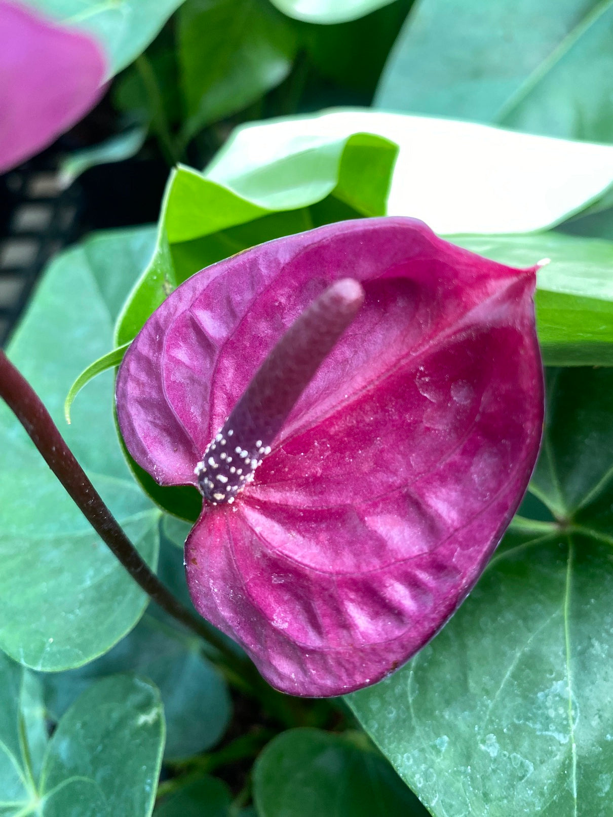 High quality Violet Anthurium Andraeanum Flower seeds for Planting Premium Quality, Heirloom & GMO Free Seeds for Home Garden seeds pack
