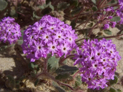 Verbena Chokecherry Flower seeds for Planting Seasonal Bloomer Heirloom & GMO Free Seeds for Home Garden