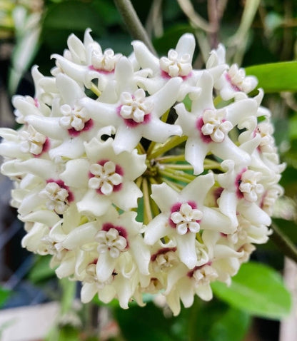 Hoya Flower seeds for Planting, Long Bloom Season Heirloom & GMO Free Seeds for Home Garden