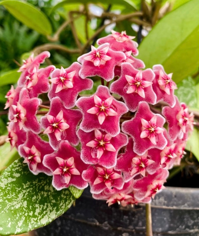 Premium Hoya Kerrii for Planting Easy to Grow, Heirloom & GMO Free Seeds for Home Garden seeds