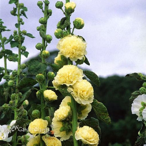 Yellow Perennial Bonsai hollyhock Flower seeds for Planting Wildflower Mix, Heirloom & GMO Free Seeds for Home Garden vegetable and garden seeds