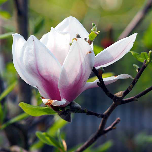 Light Pink Yulan Flower seeds for Planting Vibrant Colors, Heirloom & GMO Free Seeds for Home Garden seeds for planting
