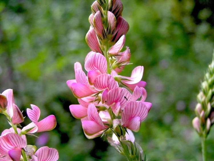 Onobrychis Viciifolia Flower seeds for Planting Sun Loving Heirloom & GMO Free Seeds for Home Garden