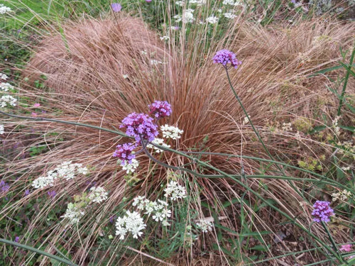 Premium Carex Comans Flower seeds for Planting Easy to Grow, Heirloom & GMO Free Seeds for Home Garden seeds