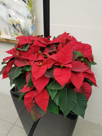 Poinsettia Flower seeds for Planting Cut Flower Favorite Heirloom & GMO Free Seeds for Home Garden