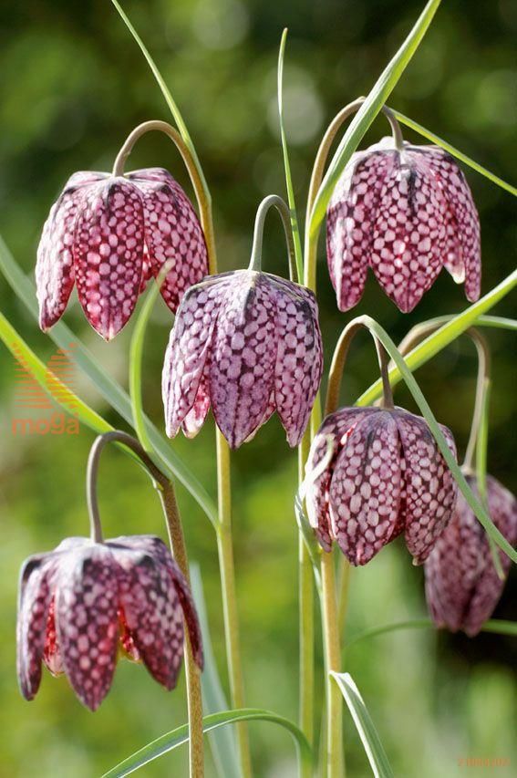 Premium Fritillaria Flower seeds for Planting Colorful Display, Heirloom & GMO Free Seeds for Home Garden seeds