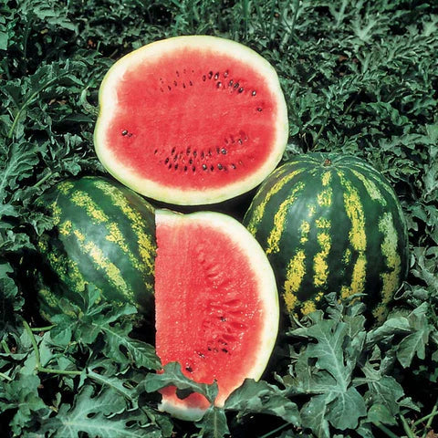 Crimson Sweet Watermelon (Citrullus lanatus) Fruit Melon Seeds