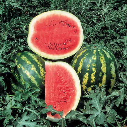 Crimson Sweet Watermelon (Citrullus lanatus) Fruit Melon Seeds
