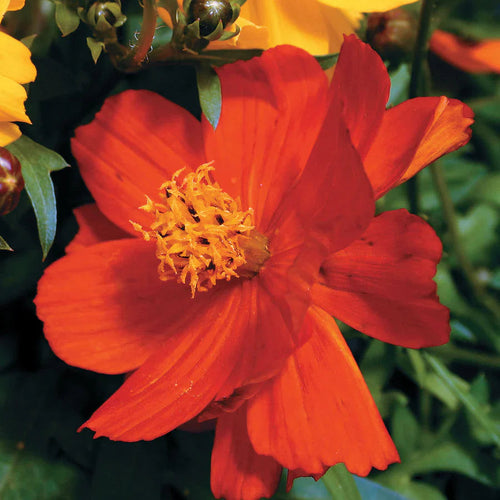 Premium Cosmos Red Flower seeds for Planting Bright Blooms, Heirloom & GMO Free Seeds for Home Garden seeds