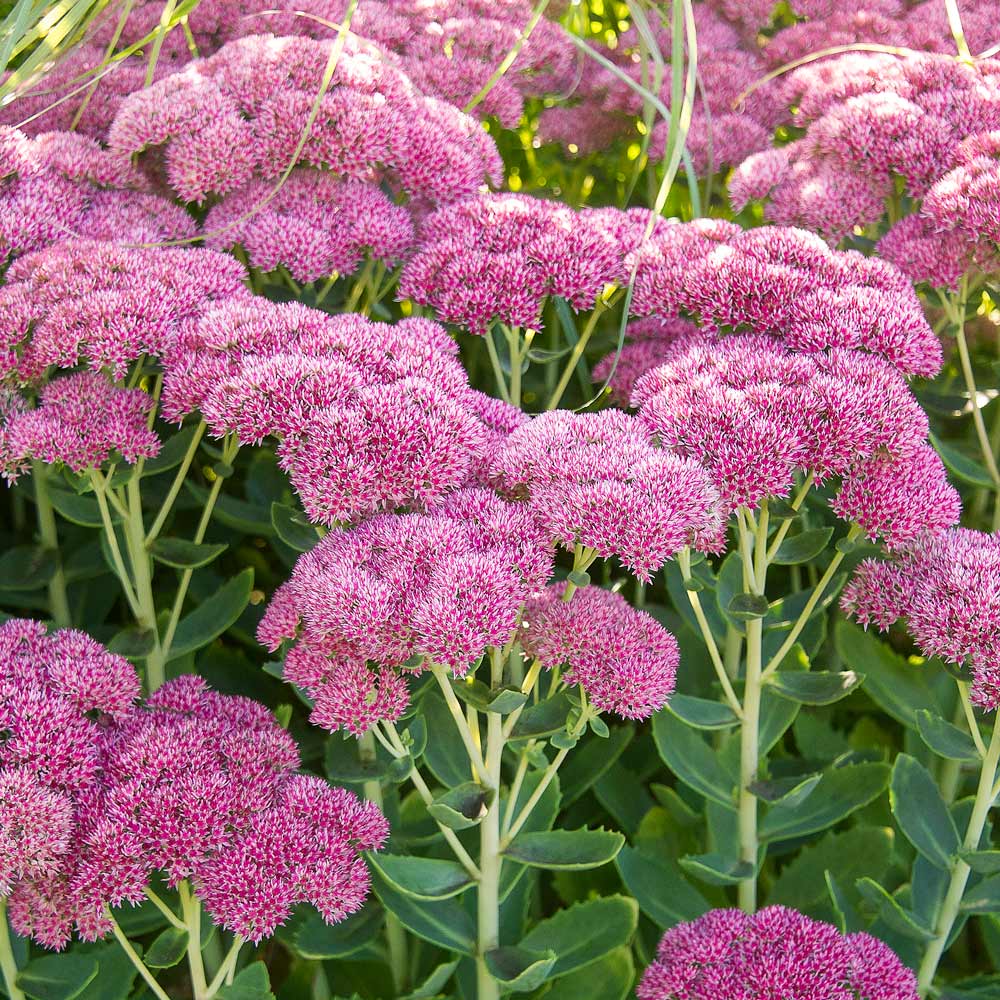 Premium Sedum Emperors Flower seeds for Planting Fragrant Blossoms, Heirloom & GMO Free Seeds for Home Garden seeds