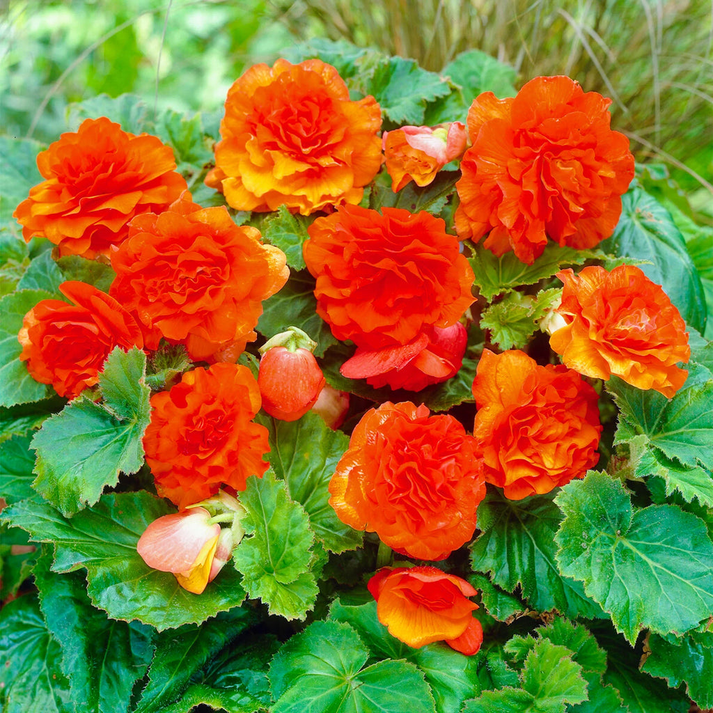 High quality Orange Begonia Flower seeds for Planting Hardy Variety, Heirloom & GMO Free Seeds for Home Garden seeds pack