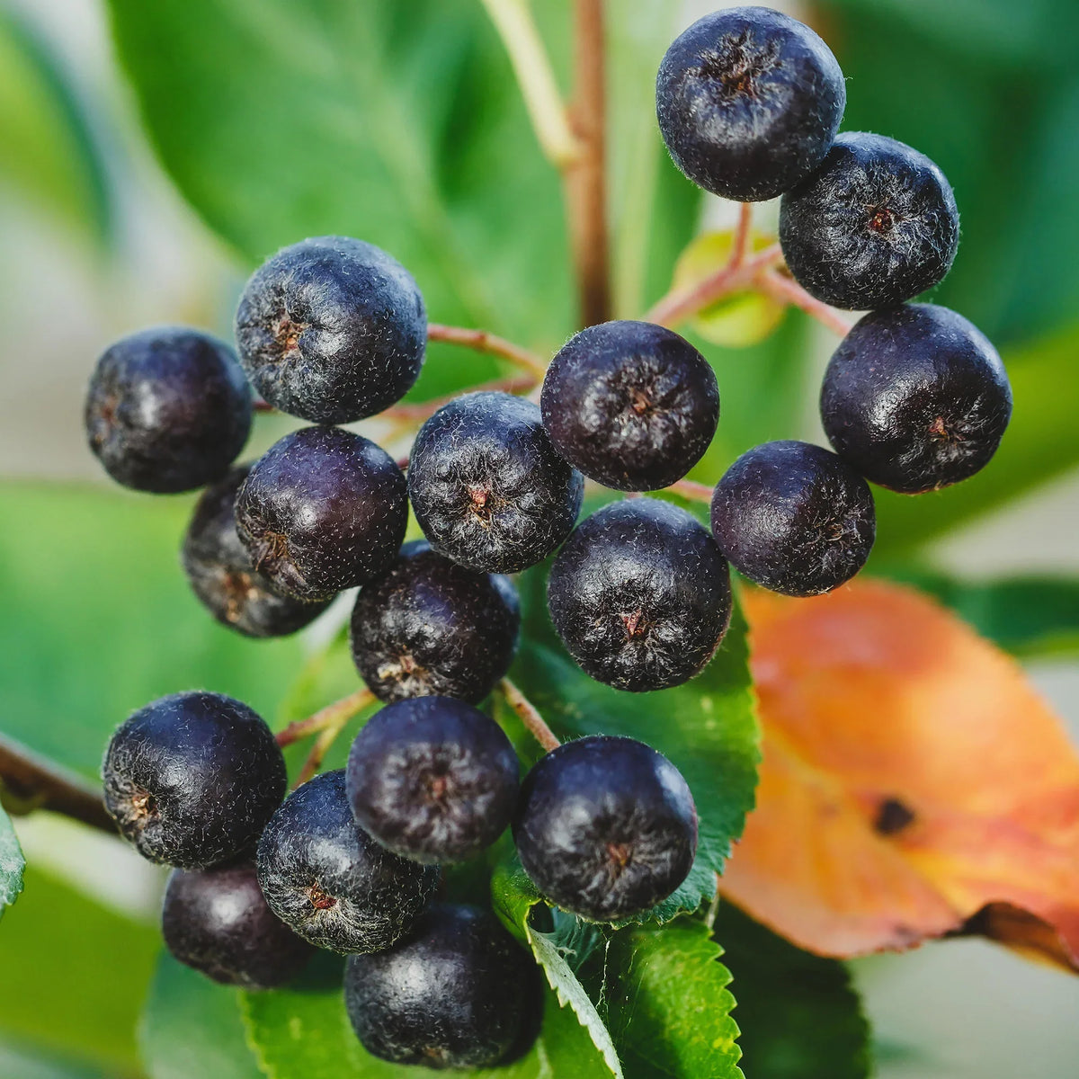 Aronia Berry Seeds - Aronia melanocarpa (Black Chokeberry)