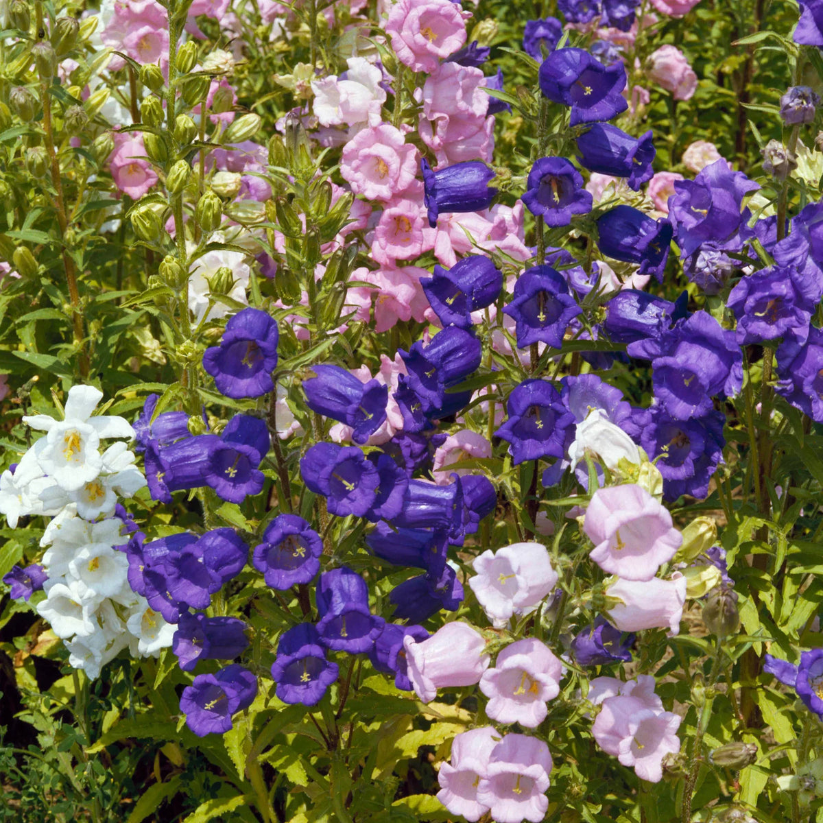Heirloom Canterbury Flower seeds for Planting Easy to Grow Heirloom & GMO Free Seeds for Home Garden