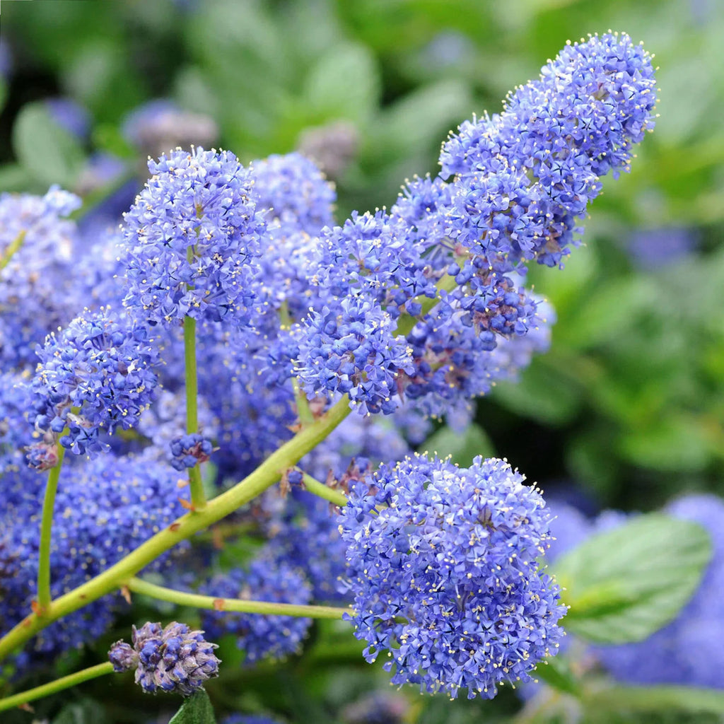 Premium Integerrimus Flower seeds for Planting Fragrant Blossoms, Heirloom & GMO Free Seeds for Home Garden seeds