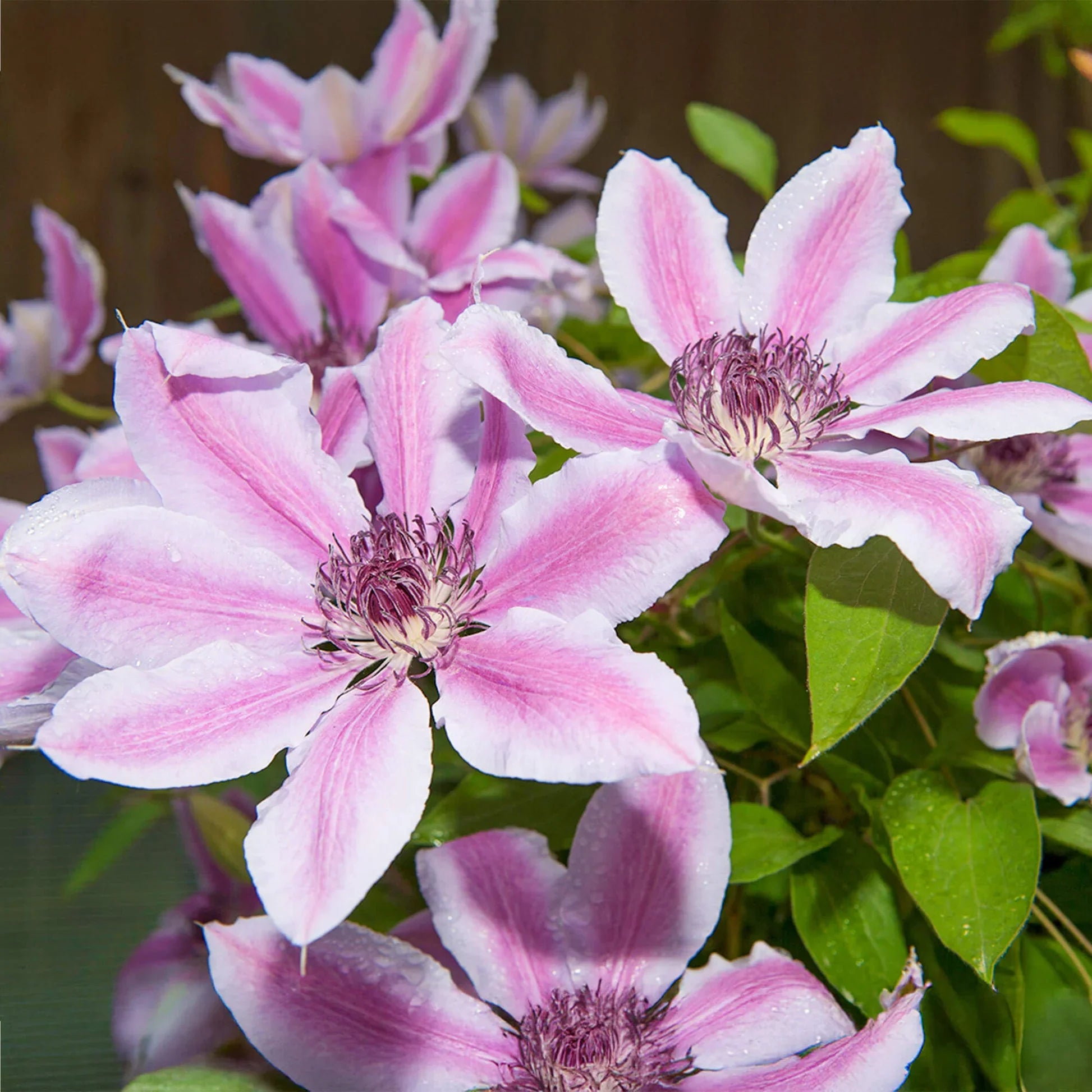 High quality Clematis Purple Flower seeds for Planting Wildflower Mix, Heirloom & GMO Free Seeds for Home Garden seeds pack