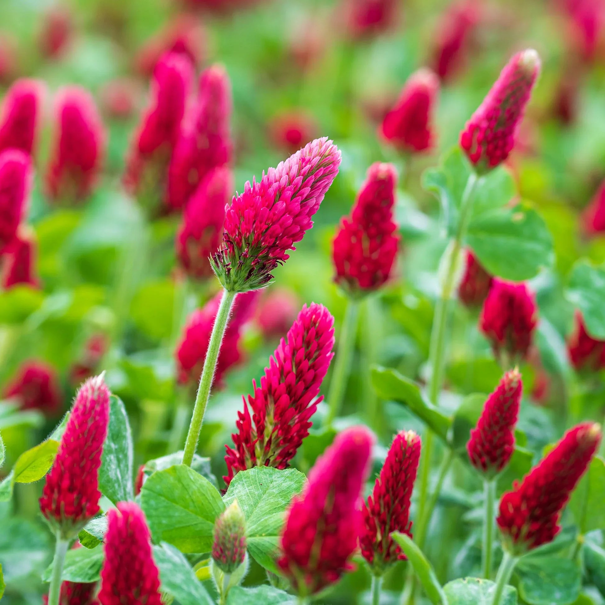 Red Clover Flower seeds for Planting Seasonal Bloomer, Heirloom & GMO Free Seeds for Home Garden vegetable and garden seeds