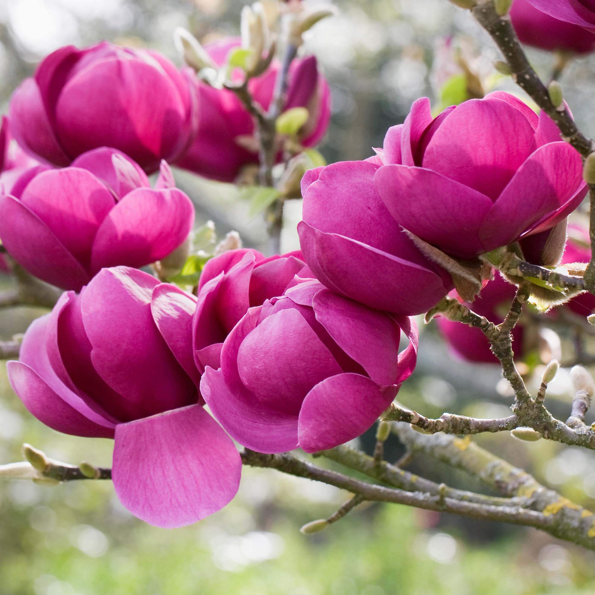 Tulip Tree Flower seeds for Planting Premium Quality, Heirloom & GMO Free Seeds for Home Garden vegetable and garden seeds