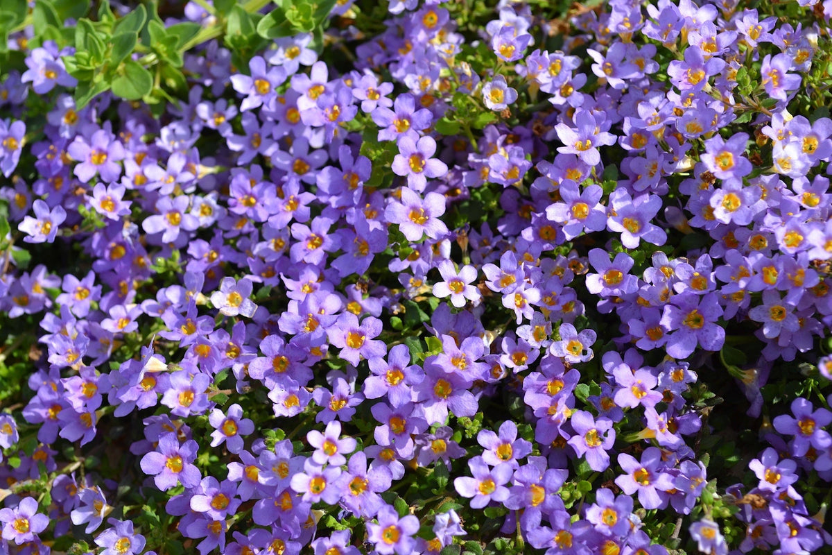 Blutopia Flower seeds for Planting Vibrant Colors Heirloom & GMO Free Seeds for Home Garden