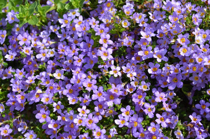Blutopia Flower seeds for Planting Vibrant Colors Heirloom & GMO Free Seeds for Home Garden