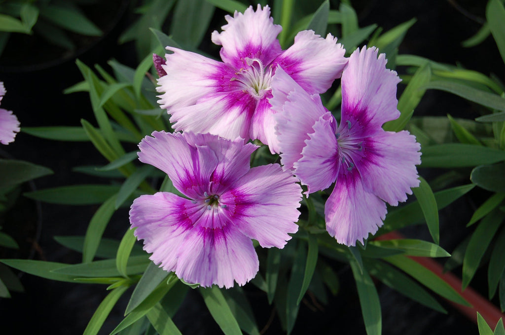 Premium Dianthus Lavender Flower seeds for Planting Cut Flower Favorite, Heirloom & GMO Free Seeds for Home Garden seeds