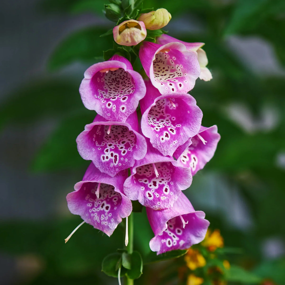 Pink Climbing Foxglove Flower seeds for Planting - Easy to Grow, Heirloom & GMO Free Seeds for Home Garden