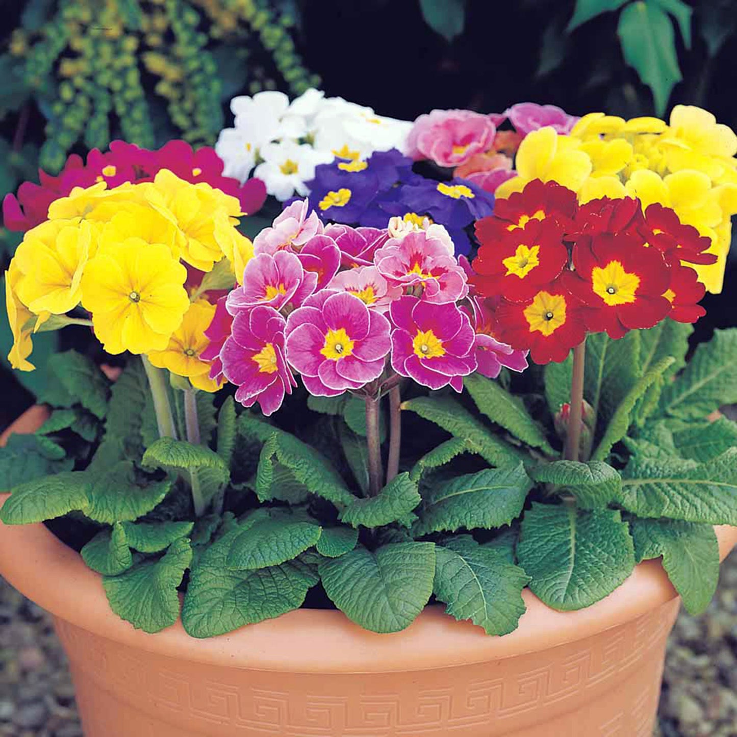 Heirloom Polyanthus Flower seeds for Planting Wildflower Mix Heirloom & GMO Free Seeds for Home Garden