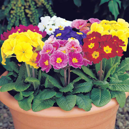 Heirloom Polyanthus Flower seeds for Planting Wildflower Mix Heirloom & GMO Free Seeds for Home Garden