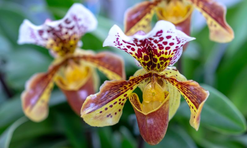 Slipper Orchid Flower seeds for Planting Perfect for Borders, Heirloom & GMO Free Seeds for Home Garden vegetable and garden seeds