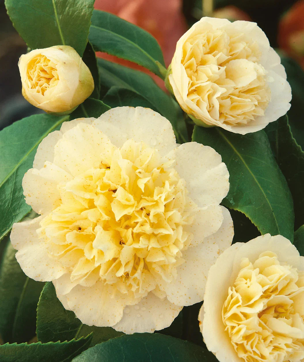 Camellia Light Yellow Flower seeds for Planting Cut Flower Favorite, Heirloom & GMO Free Seeds for Home Garden vegetable and garden seeds