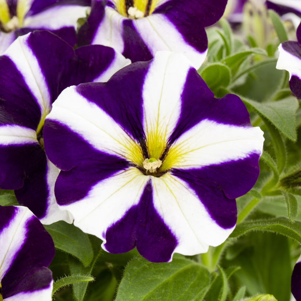 Violet & White Petunia Flower seeds for Planting - Compact Growth, Heirloom & GMO Free Seeds for Home Garden