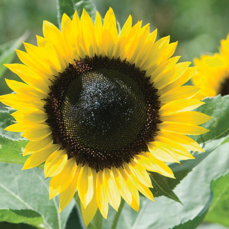 Lemon SunFlower seeds for Planting Easy to Grow Heirloom & GMO Free Seeds for Home Garden