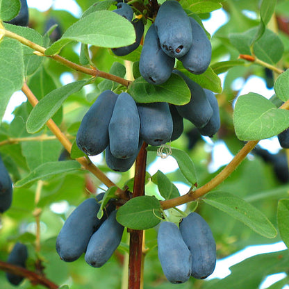 Berry Blue Haskap Fruit Seeds for Planting - Unique Blue Berries for Your Garden - Evergrowseeds