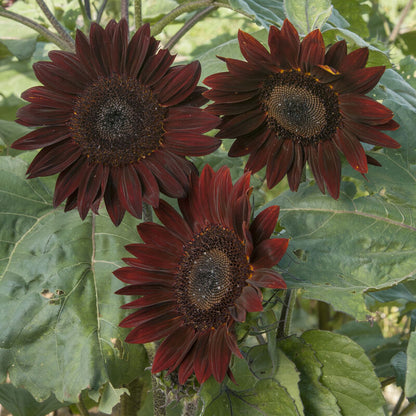 Cherry SunFlower seeds for Planting Seasonal Bloomer Heirloom & GMO Free Seeds for Home Garden