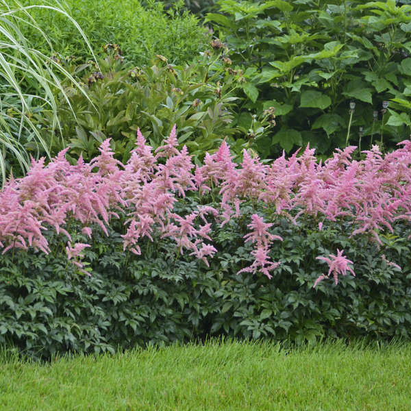 Astilbe Arendsii Flower seeds for Planting Pollinator Friendly Heirloom & GMO Free Seeds for Home Garden