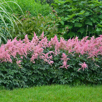 Astilbe Arendsii Flower seeds for Planting Pollinator Friendly Heirloom & GMO Free Seeds for Home Garden