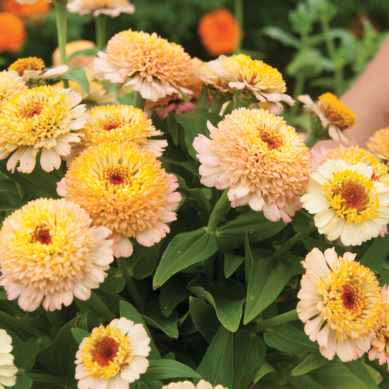 Brown Yellow Zinnia Flower seeds for Planting Hardy Variety Heirloom & GMO Free Seeds for Home Garden