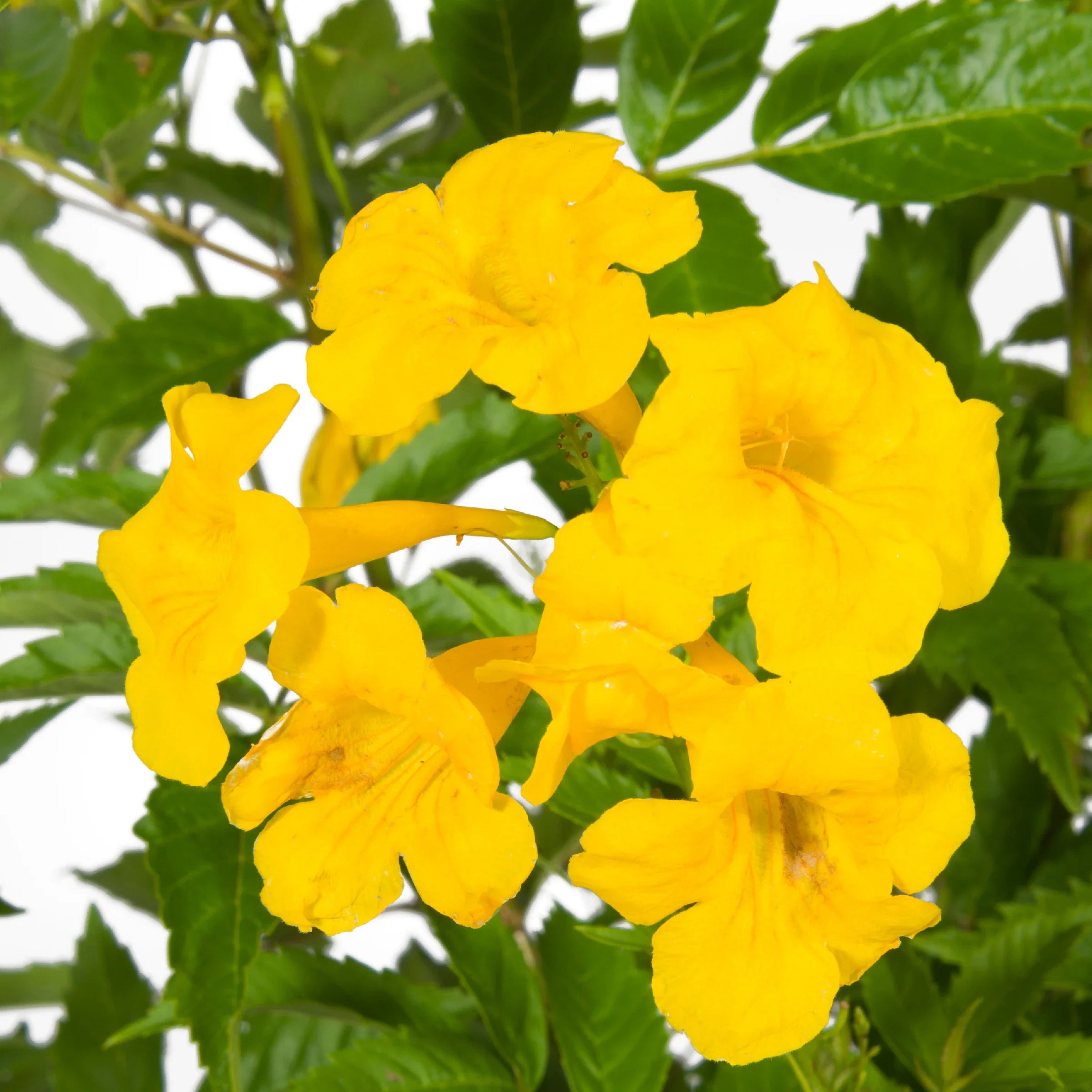 High quality Esperanza Flower seeds for Planting Vibrant Colors, Heirloom & GMO Free Seeds for Home Garden seeds pack