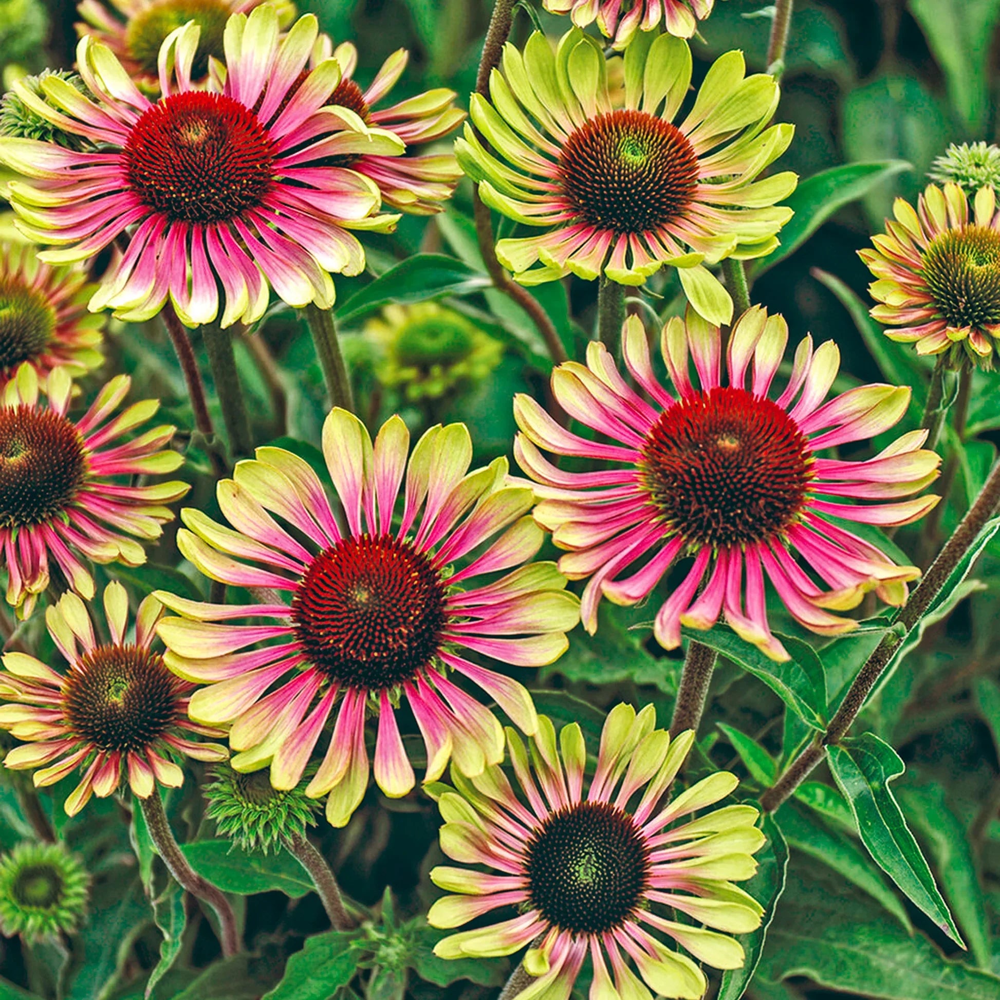 High quality Green ConeFlower seeds for Planting Perfect for Borders, Heirloom & GMO Free Seeds for Home Garden Sale seeds pack