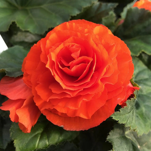 Premium Camellia Orange Flower seeds for Planting Vibrant Colors, Heirloom & GMO Free Seeds for Home Garden seeds