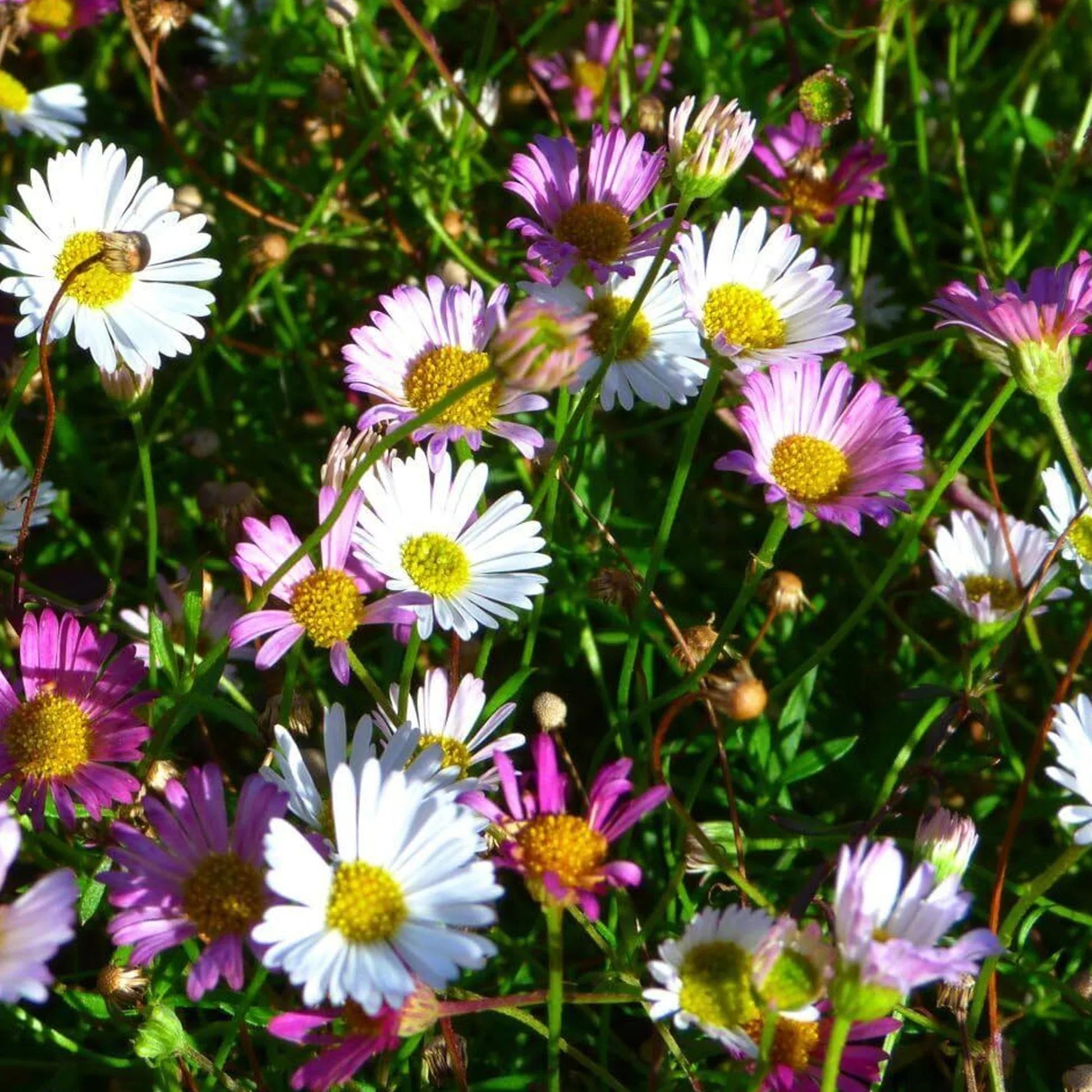Premium Mixed Karvinskianus Profusion Flower seeds for Planting Perfect for Borders, Heirloom & GMO Free Seeds for Home Garden seeds