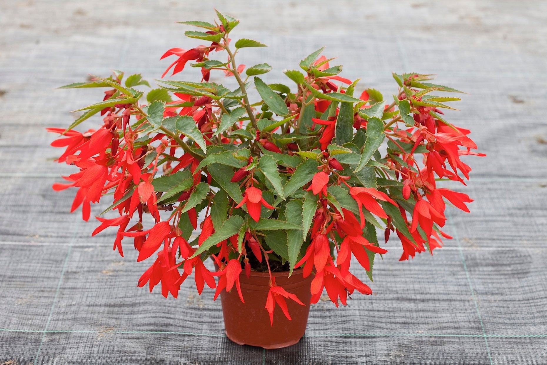 Premium Orange Bossa Nova Flower seeds for Planting Pollinator Friendly, Heirloom & GMO Free Seeds for Home Garden seeds