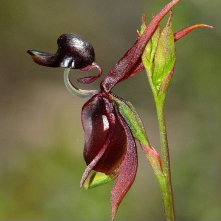 Flying Duck Orchid Seeds Flower seeds for Planting Easy to Grow Heirloom & GMO Free Seeds for Home Garden