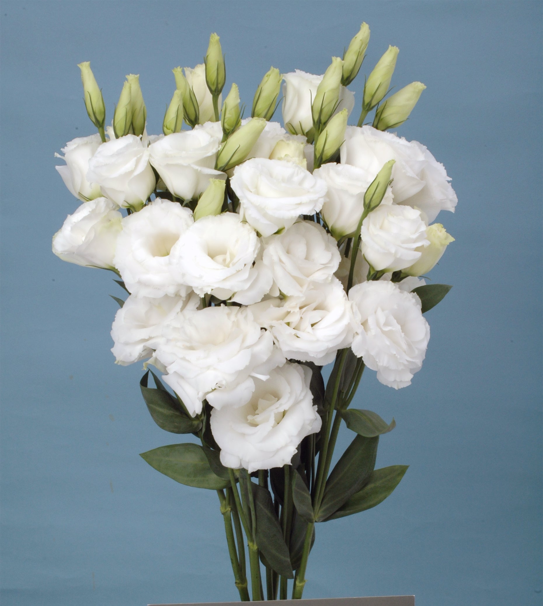 White Lisianthus Logro Flower seeds for Planting Vibrant Colors, Heirloom & GMO Free Seeds for Home Garden vegetable and garden seeds