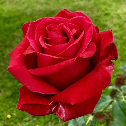 Rose Seeds Flower seeds for Planting, Bright Blooms Heirloom & GMO Free Seeds for Home Garden